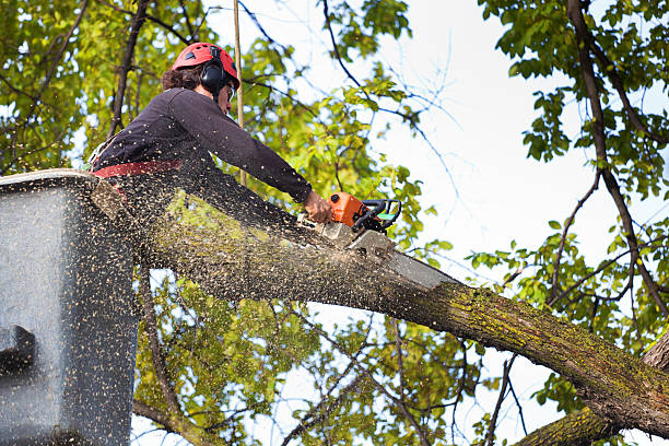 Rocky River, OH Tree Care Company